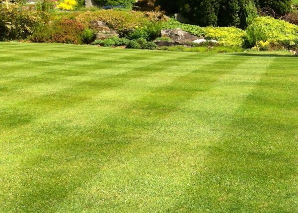 Cost of Commercial Grass Cutting in Richland