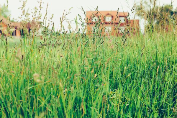 Cost of Tall Grass Cutting in Richland