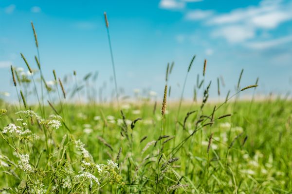 Cost of High Grass Trimming in Richland